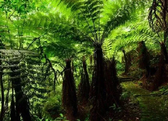 植物种类|桫椤和含羞草是一种植物吗