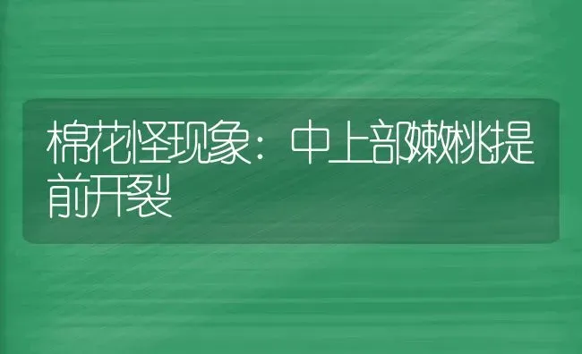 棉花怪现象：中上部嫩桃提前开裂 | 粮油作物种植