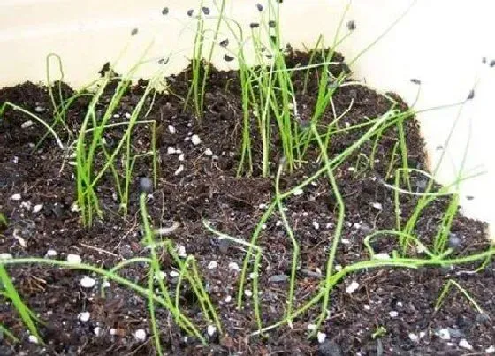 种植育种|小香葱种子的种植方法