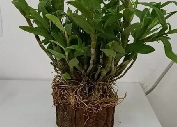 植物移栽|铁皮石斛上盆时间与养护方法