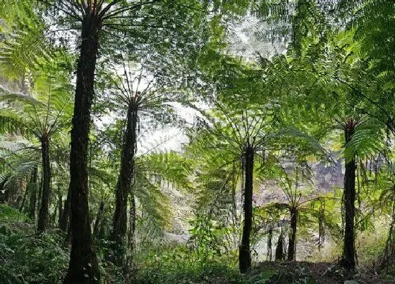 植物种类|桫椤和含羞草是一种植物吗