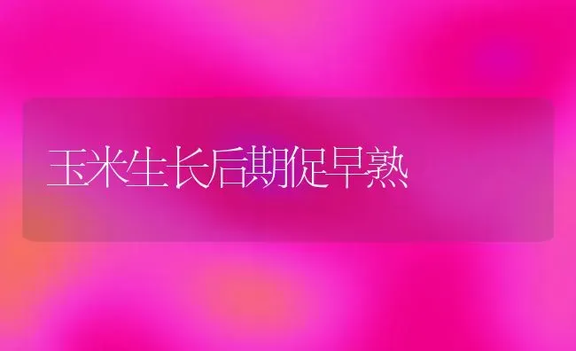 玉米生长后期促早熟 | 粮油作物种植
