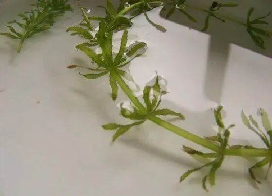 植物百科|黑藻属于什么植物类型