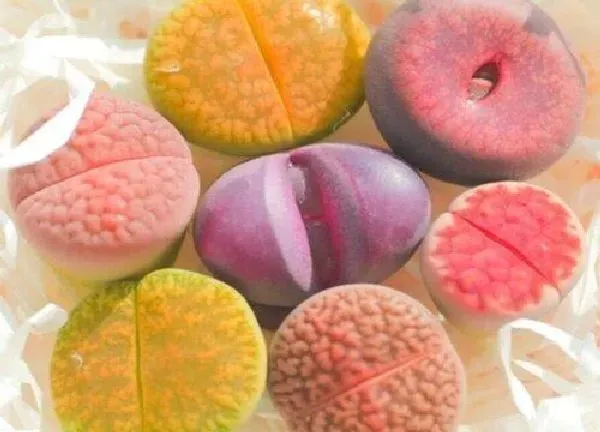 植物生根|如何让生石花快速生根