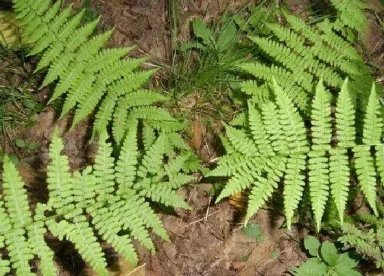 植物种类|贯众是蕨类植物吗