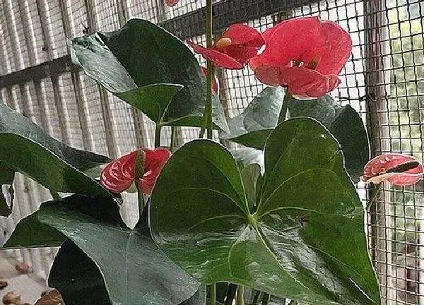 养殖科普|红掌花好养吗 养殖方法和养护要点