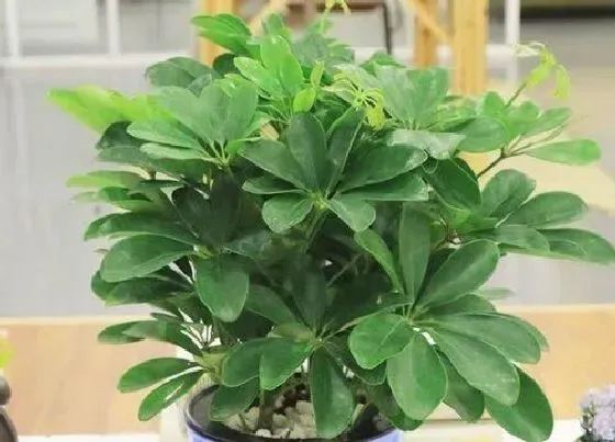 植物修剪|鸭掌树什么时候剪枝合适