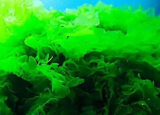 植物种类|海带是藻类植物吗