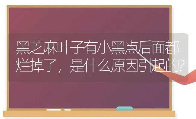 黑芝麻叶子有小黑点后面都烂掉了，是什么原因引起的? | 粮油作物种植