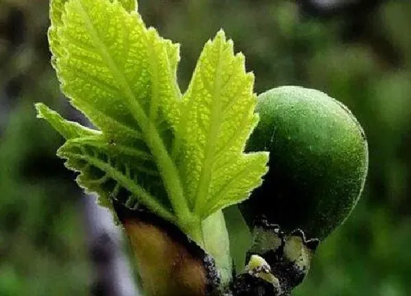 养殖科普|无花果喜欢太阳吗