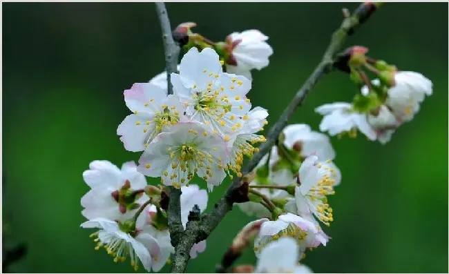 樱桃花变褐色病因及解决办法 | 农业技术