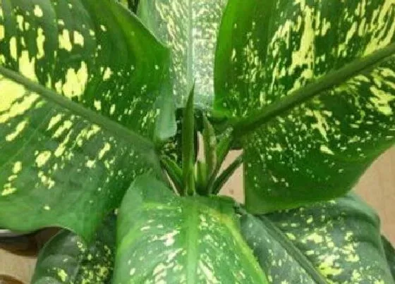 植物招财|公司放什么植物招财