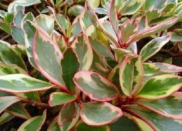 植物浇水|红边椒草多久浇一次水