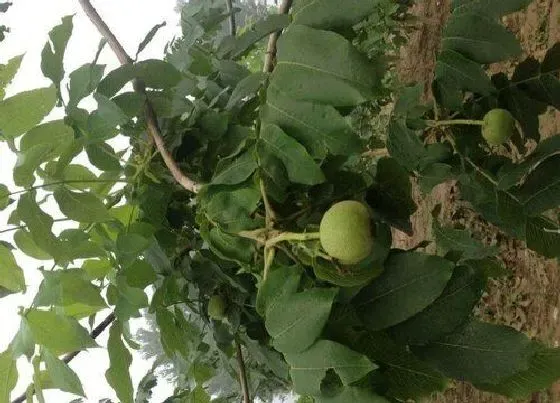 种植管理|麻核桃几年结果实