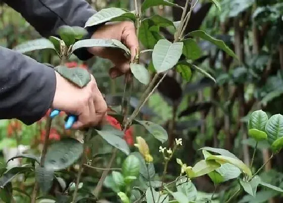 植物修剪|桂花什么时候剪枝合适