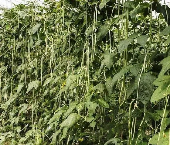 植物施肥|种豆角用什么肥料好