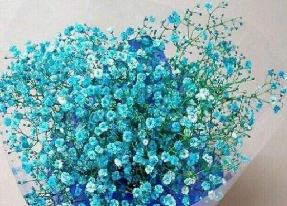 花语|蓝色满天星花语和寓意 花语寓意是什么