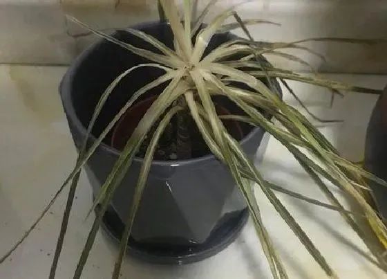 冬天植物|龙铁耐寒吗