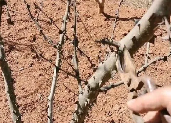 植物修剪|花椒树什么时候剪枝合适