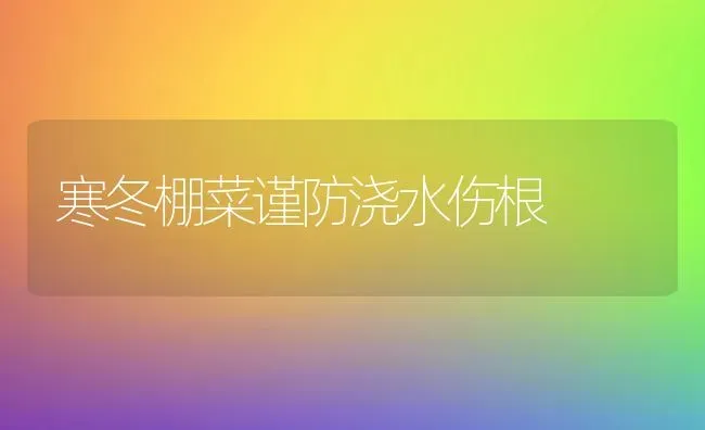 寒冬棚菜谨防浇水伤根 | 蔬菜种植
