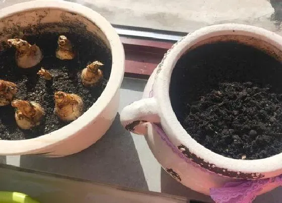 种球|香雪兰种球怎么保存