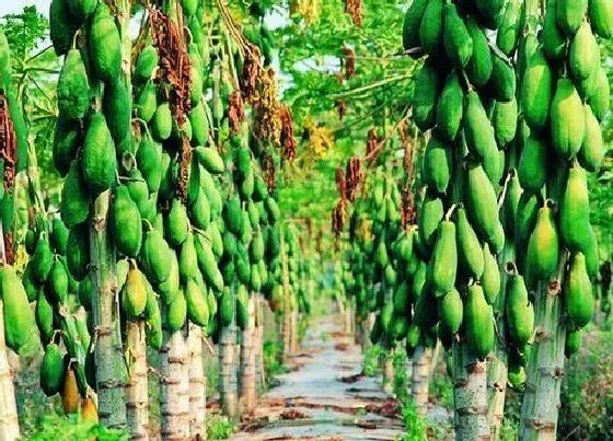 植物产地|槟榔原产地在哪里