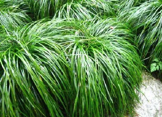 果实保存|香茅草可以冷冻保存吗