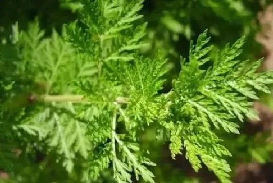 植物百科|青蒿是什么植物类别 属于什么科植物