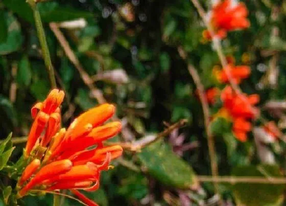 植物百科|炮仗花又叫什么花