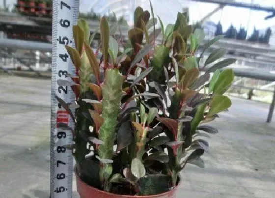 植物百科|红龙骨开花吗 开什么样的花