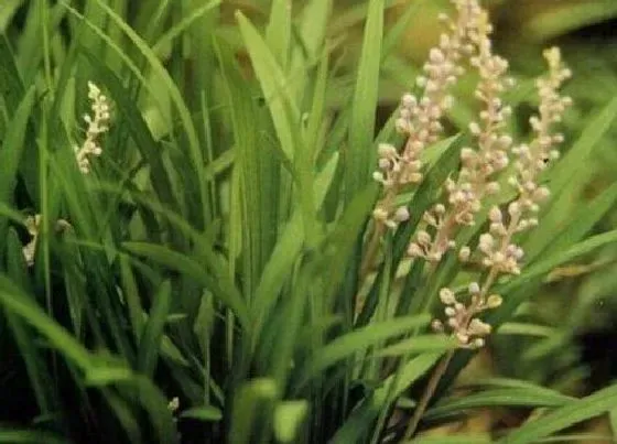 植物百科|麦冬草开花吗 开花什么样子