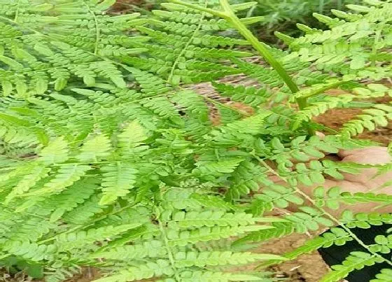 果实成熟|蕨菜什么时候采摘 山上的蕨菜几月份采摘