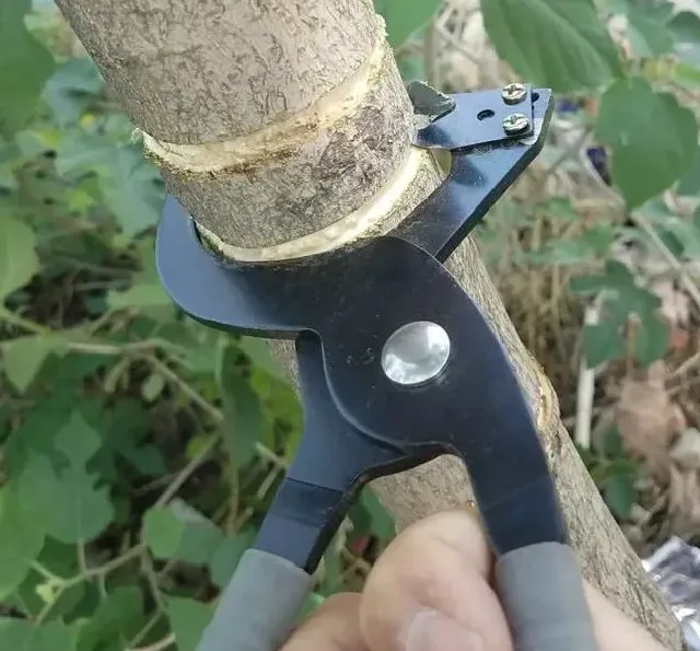 种植管理|核桃树砍几刀才结果是什么原因，核桃树用刀砍几月份砍）