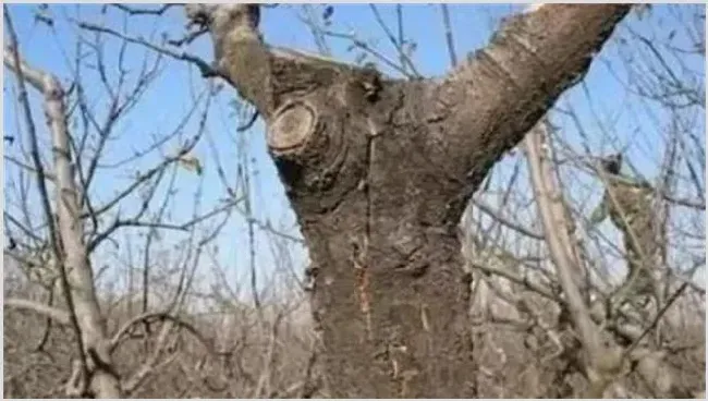 苹果树冻害有哪些 怎么去预防 | 种植技术