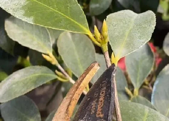 植物修剪|山茶花怎么修剪方法