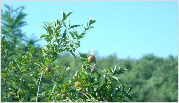 幼油茶树怎么修剪 | 种植资料