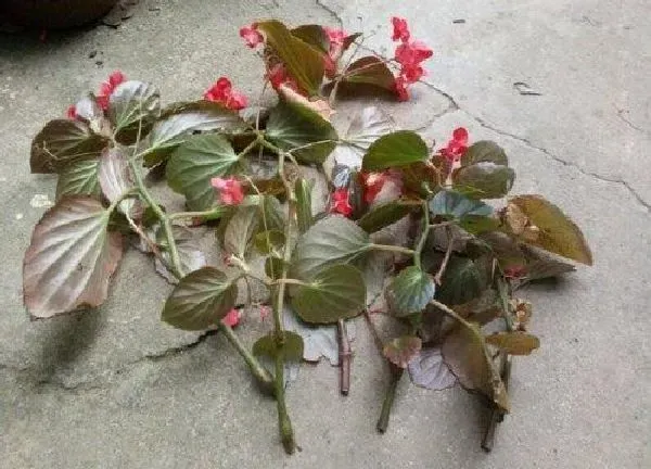 植物扦插|海棠花扦插时间和方法