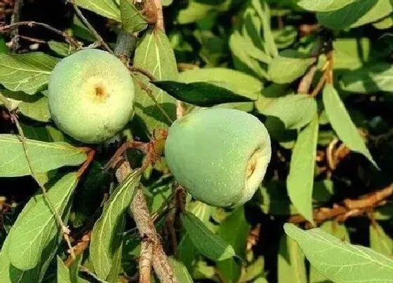植物寓意|薜荔象征着什么意义