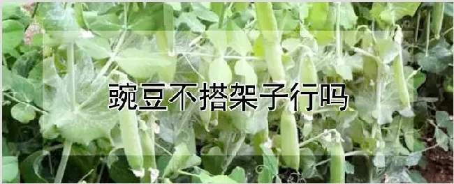 豌豆不搭架子行吗 | 种植技术