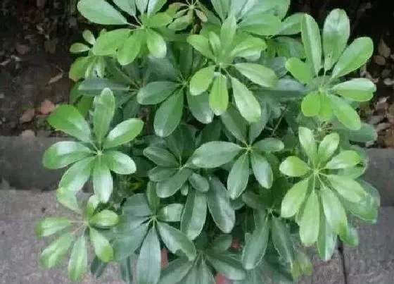 植物毒性|鹅掌木有毒吗 可以放在室内养吗