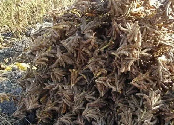 种植管理|黄豆种植时间与生长周期