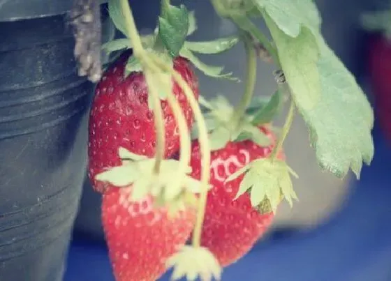 夏天植物|草莓怎么度夏安全