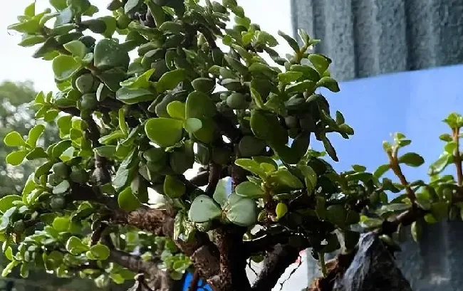 养殖科普|盆栽金枝玉叶开花吗（金枝玉叶花怎么养好才能开花）