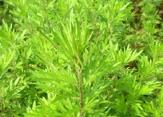 植物百科|蒌蒿会开花吗 开花的样子（图片）