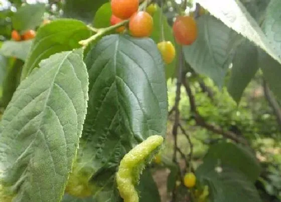 植物虫害|樱桃树长虫子怎么办