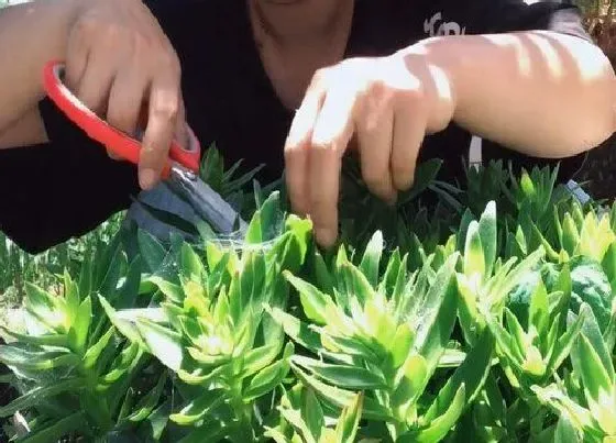 植物修剪|火祭多肉怎么修剪好看