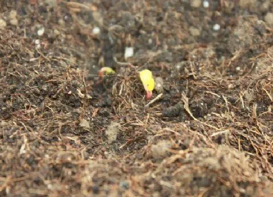 种植育种|小香葱种子的种植方法