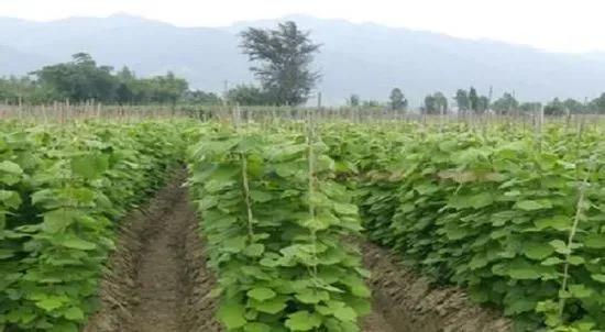 种植方法|凉薯的种植时间和方法 高产栽培技术与管理措施