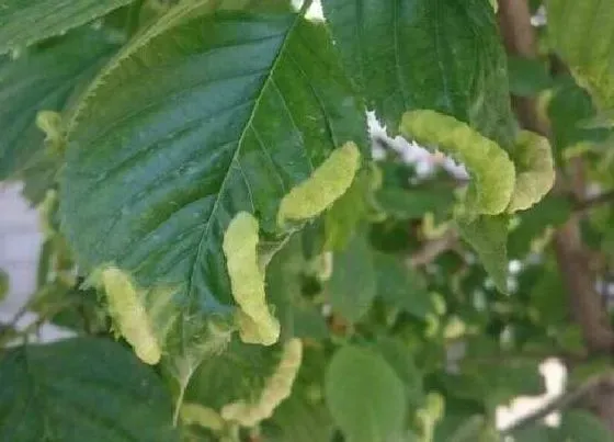 植物虫害|樱桃树长虫子怎么办