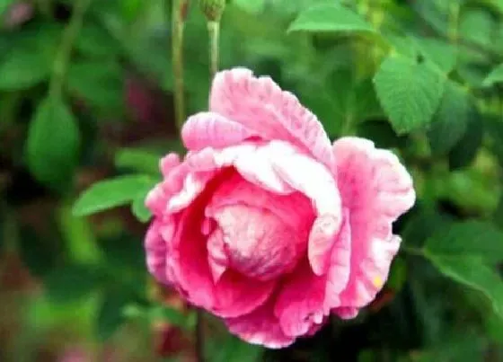 花期|四季玫瑰一年开几次花